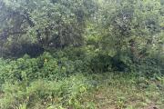 IMG_2091.jpeg