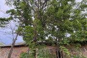 IMG_1377.jpeg
