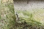 IMG_1368.jpeg