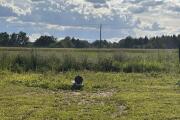 IMG_7981.jpeg