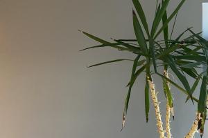 Seinte ja lagede värvimine31.jpg