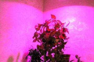 Füto valgusti Aslan.jpg