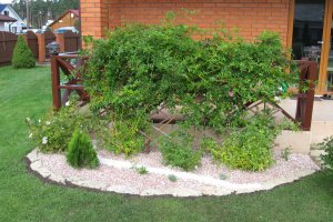 Kivimultsiga püsikupeenar Kangrus.JPG