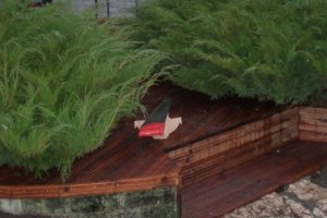 Terrass Pirital 3.jpg