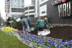 Viru Hotelli kevadistutus (2).JPG