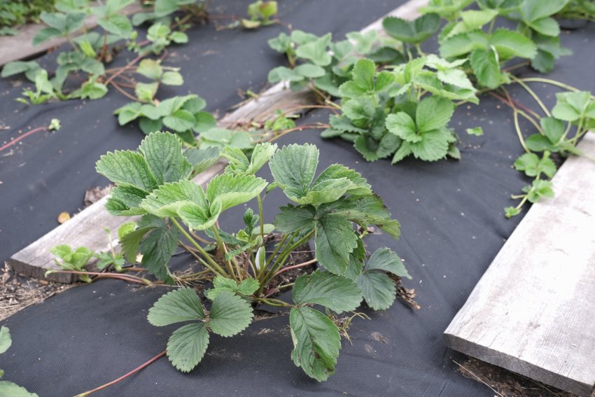 Multšikangas, multšimine, geotekstiil