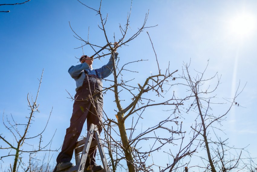 viljapuude lõikamine, puud lõikamine, puu okste lõikamine, puu hooldamine