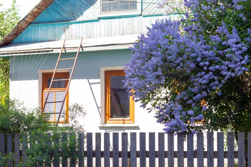 sirel, sirelipõõsas, looduslik piire, privaatne aed, hoovi varjamine, kõrgeks kasvavad taimed, taime müür