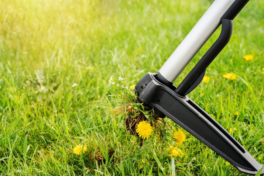 umbrohunapsik, umbrohu eemaldamine, umbrohust, vabanemine, kuidas hävitada umbrohtu, umbrohu hävitamine