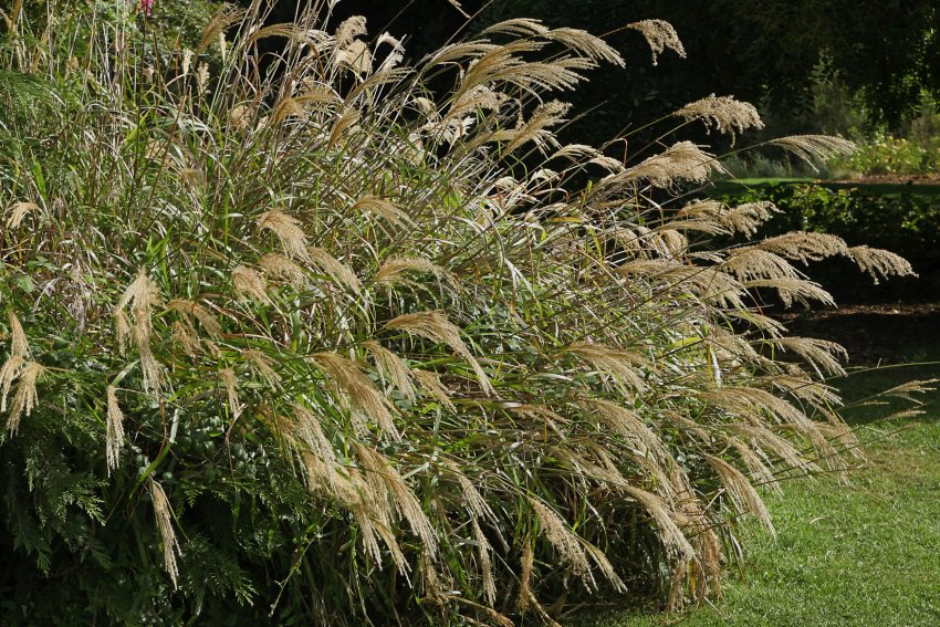 Siidpööris, Siidpöörised, looduslik piire, privaatne aed, hoovi varjamine, kõrgeks kasvavad taimed, taime müür