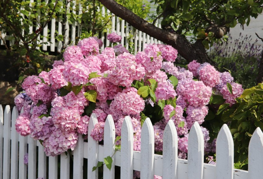 looduslik piire, privaatne aed, hoovi varjamine, kõrgeks kasvavad taimed, taime aed