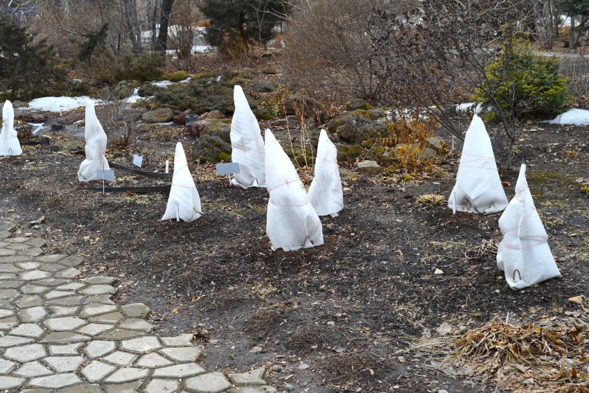 katetega kaetud püsitaimed, külmakartlikud taimed, külmaõrnad püsikud, külmakaitse taimedele