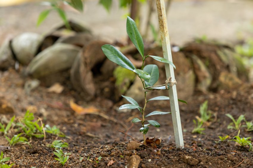 taime toestamine, taimede toestamine, tugi taimele, kuidas toestada taimi