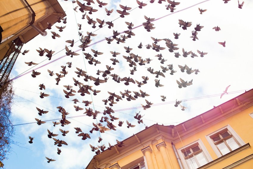 tuvid, kuidas vabaneda tuvidest, kuidas vabaneda lindudest, kuidas vabaneda kajakatest, kahjurite eemaldamine, kahjuritest vabanemine, kahjuritõrje