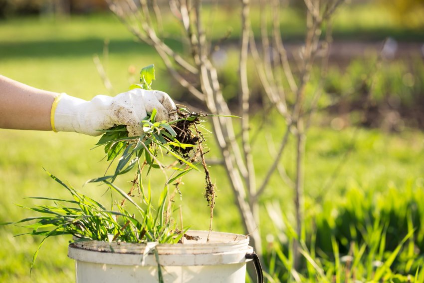 umbrohutõrje, umbrohu eemaldamine, millega eemaldada umbrohtu, kuidas umbrohust vabaneda, rohimine, kõplamine, juurimine