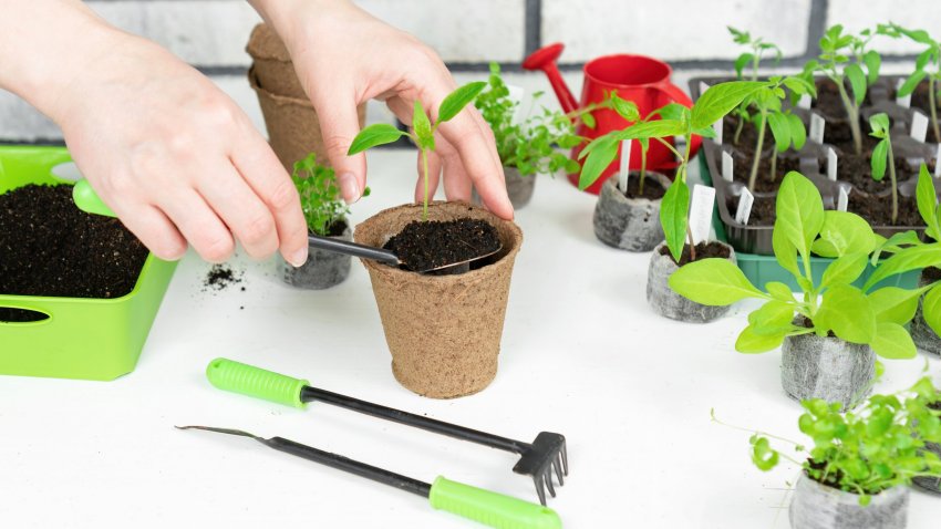 taimede ettekasvatamine, ettekasvatamine, kasvuhoone, mini kasvuhoone, aiatööd