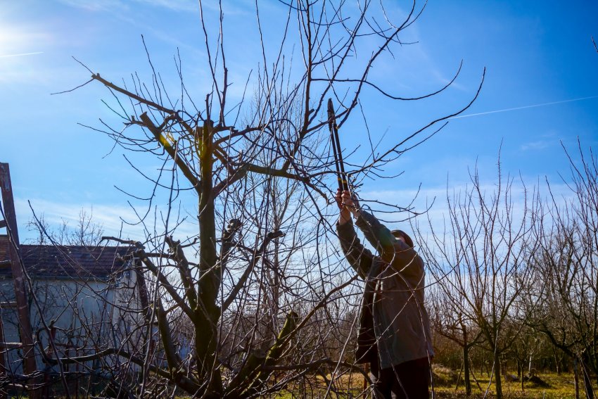 viljapuude lõikamine, õunapuu lõikamine, multšimine, kevadised aiatööd, aiahooldus, heki lõikamine
