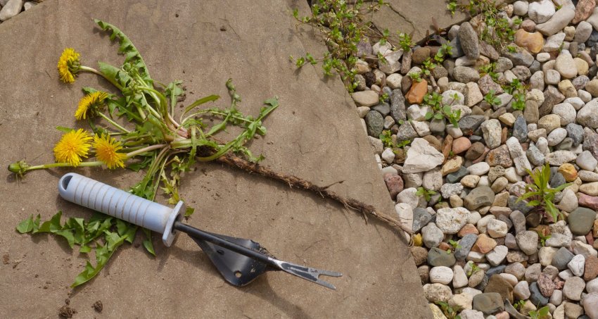 umbrohu eemaldamine, umbrohust vabanemine, multšimine, kuidas hävitada umbrohtu, umbrohu hävitamine