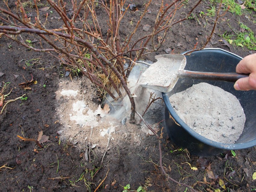 puhtuhk, puutuha kasutamine, väetamine, puutuhaga väetamine, mida teha puutuhaga, tuhaga väetamine, haljastustööd