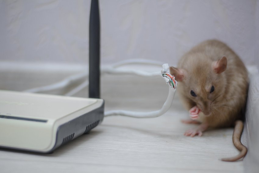 hiir ja näritud kaabel, hiirte peletamine, hiirtest vabanemine, kuidas vabaneda hiirtest, hiirte eemaldamine