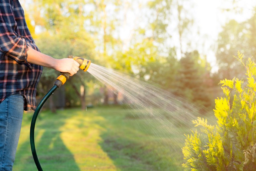 taimede kastmine, kuna kasta taimi, millal kasta taimi, hommikune taimede kastmine