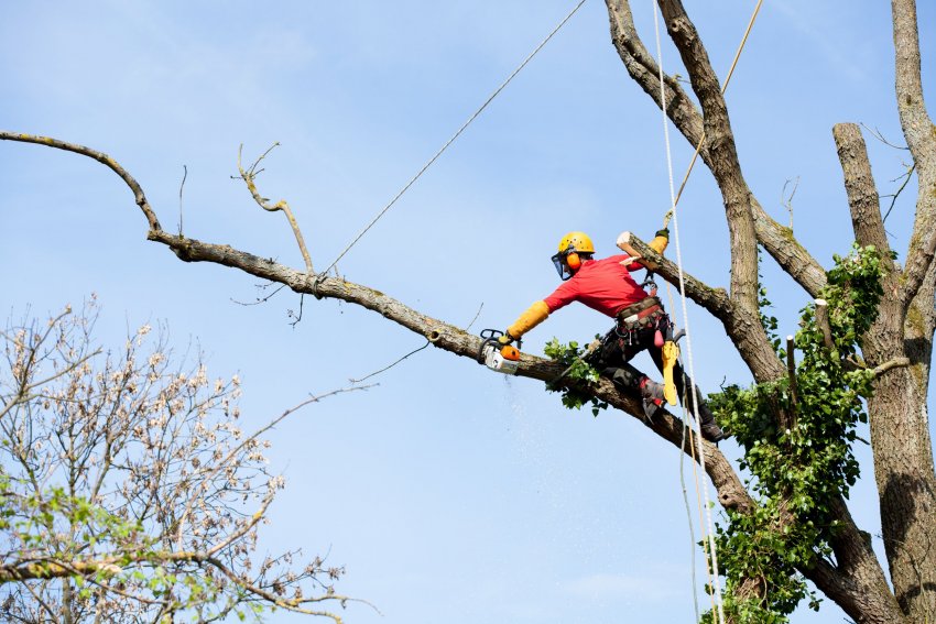 ohtliku puu lõikamine, arborist, puu langetamine, ohtliku oksa lõikamine