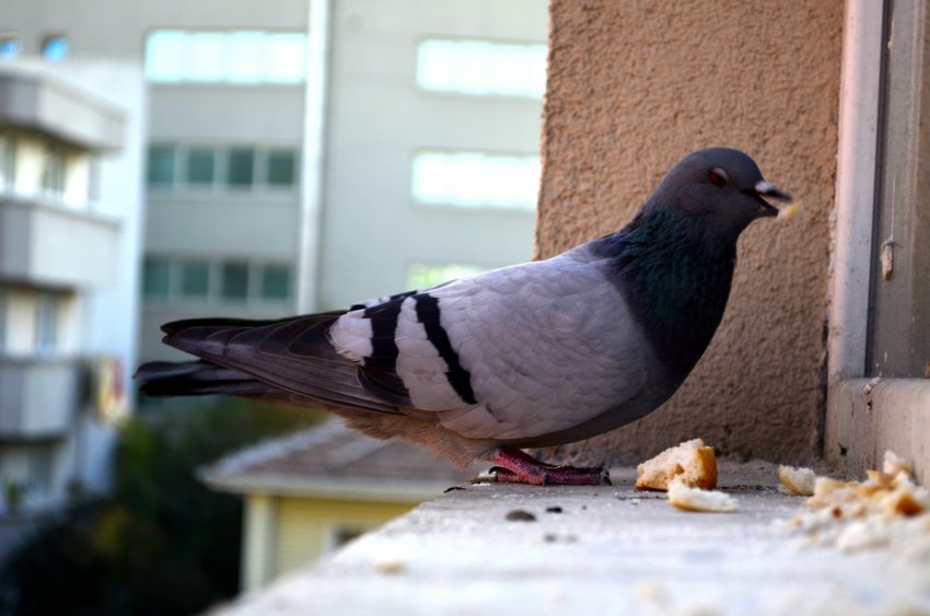 tuvi, tuvide eemaldamine rõdult, tuvid, kuidas vabaneda tuvidest, kuidas vabaneda lindudest, kuidas vabaneda kajakatest, kahjurite eemaldamine, kahjuritest vabanemine, kahjuritõrje